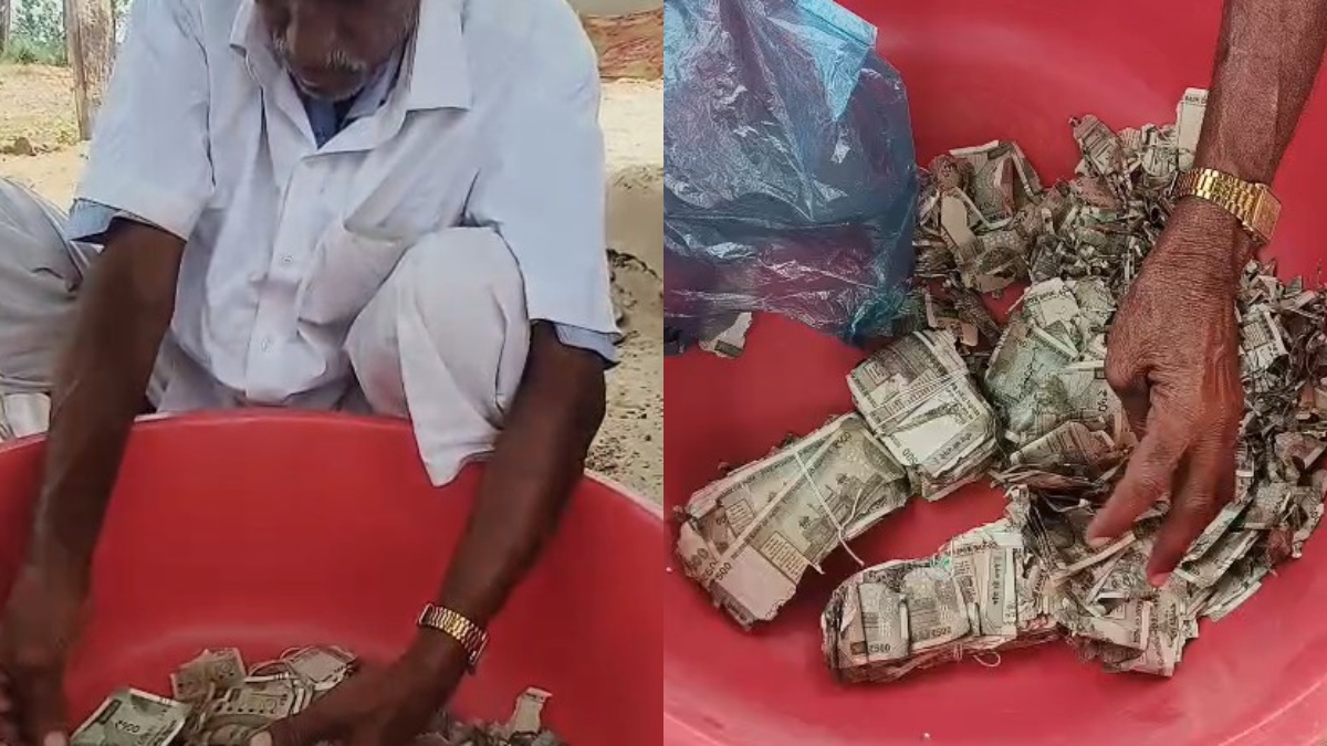 VIDEO: चोरी के डर से खेत में गाड़े 5 लाख, जगह भूल गया किसान; सालभर बाद मिले तो नोटों का हाल देख टूट पड़ा