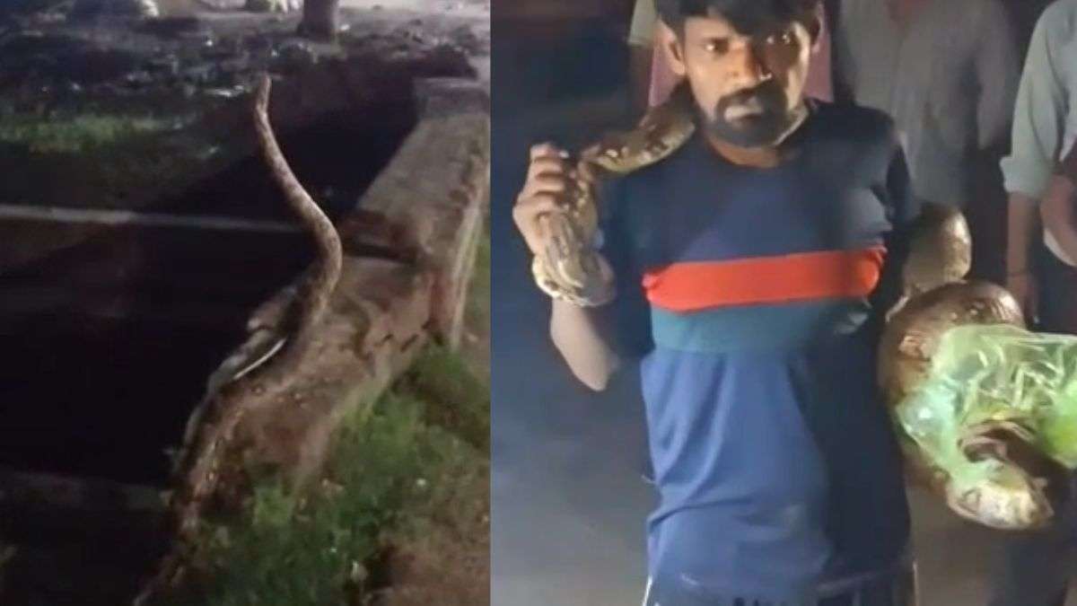 मीट की दुकान में घुस गया 15 फीट लंबा अजगर, नशे में धुत शख्स ने पकड़ा और फिर उससे खेलने लगा, देखें VIDEO