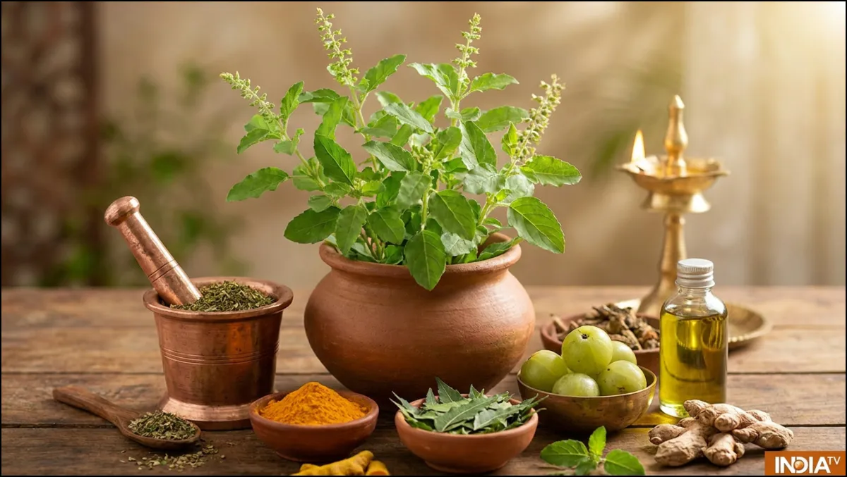 शारीरिक जीवन शक्ति को बढ़ाने वाले गुणों से भरपूर तुलसी, आयुर्वेद में इन बीमारियों में माना गया है फायदेमंद आयुर्वेद में तुलसी के फायदे- India TV Hindi