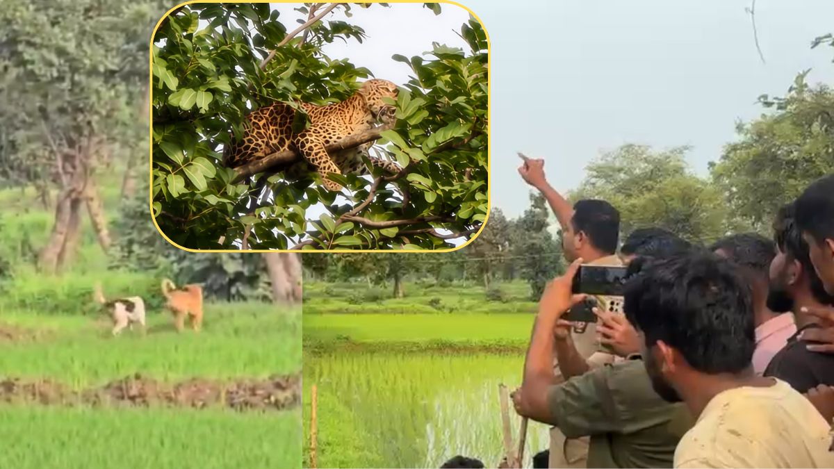 कुत्तों के खौफ से पेड़ पर चढ़ी मादा तेंदुआ, तमाशबीन बन देखते रह गए लोग; VIDEO वायरल
