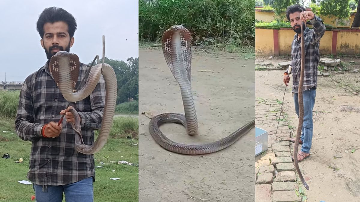 सुल्तानपुर के स्कूल में निकला 6 फीट का कोबरा, नागिन की तलाश जारी; रेस्क्यू टीम ने की अपील