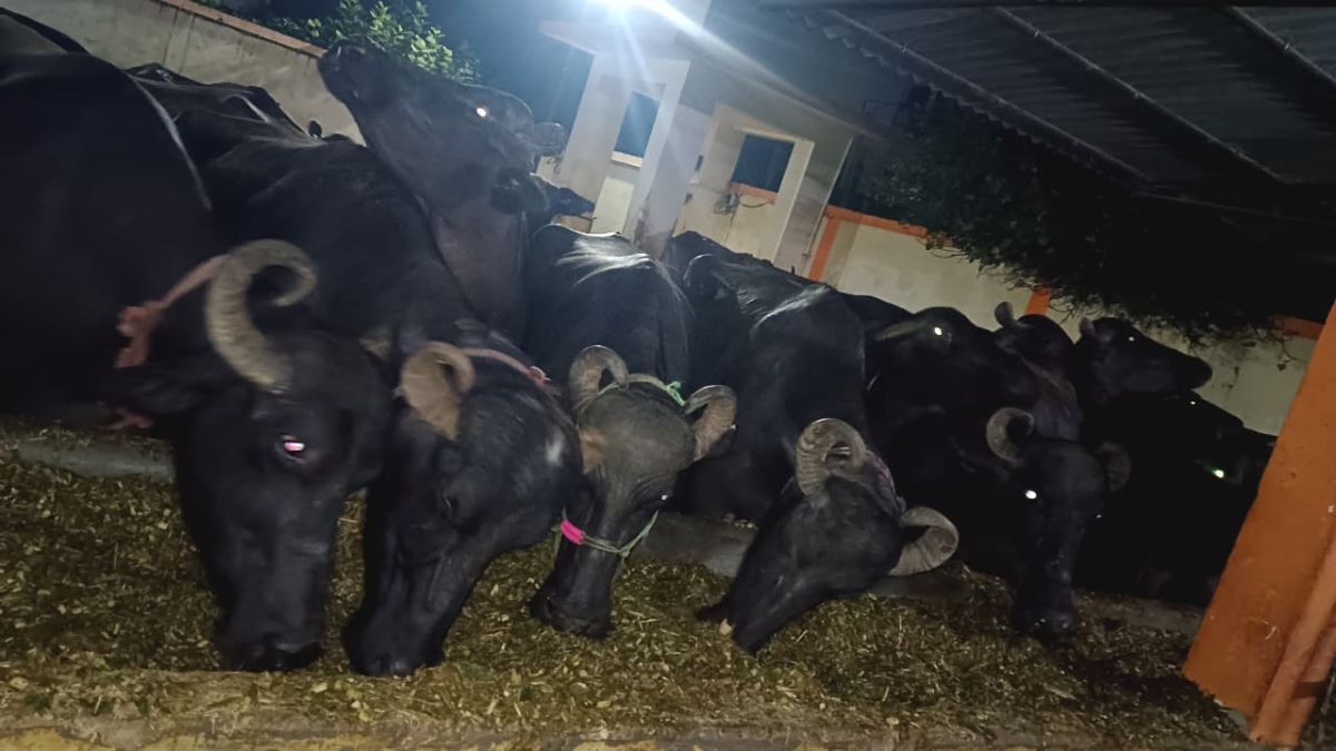 58 लाख 89 हजार रुपये में नीलाम हुईं 243 भैंसें, लखनऊ में जोरदार प्रदर्शन के बीच पूरी हुई जब्त भैंसों की नीलामी
