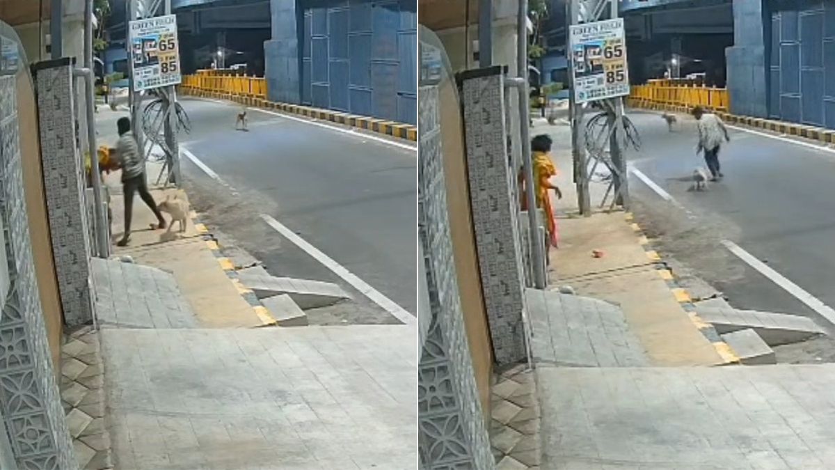 आवारा कुत्तों ने बचाई महिला की इज्जत, छेड़छाड़ करने वाले युवक को दौड़ाकर भगाया.. आवारा कुत्तों ने बचाई महिला की इज्जत, छेड़छाड़ करने वाले युवक को दौड़ाकर भगाया..