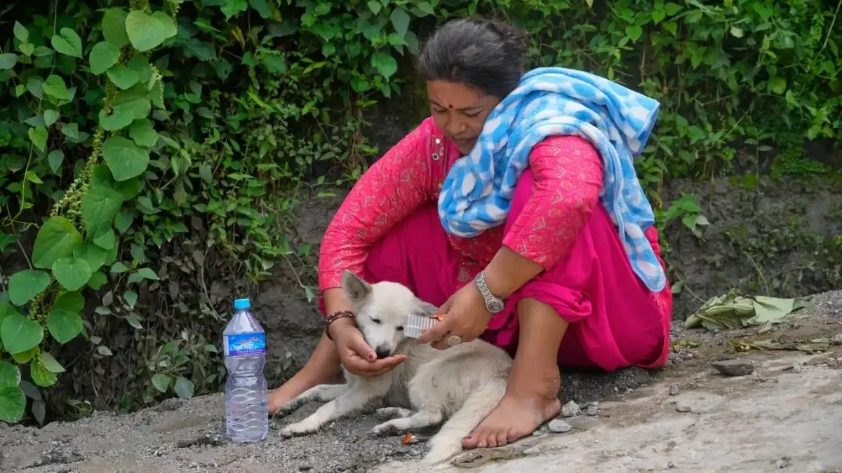 नेपाल के नुवाकोट में फ्लैश फ्लड के बाद 4 दिन तक अलग रहने के बाद पालतू डॉगी स्वीटी घर लौट आई। उसकी मालकिन शोभा श्रेष्ठ उसे पानी पिलाती नजर आईं। यह पल राहत और भावुकता से भरा रहा।