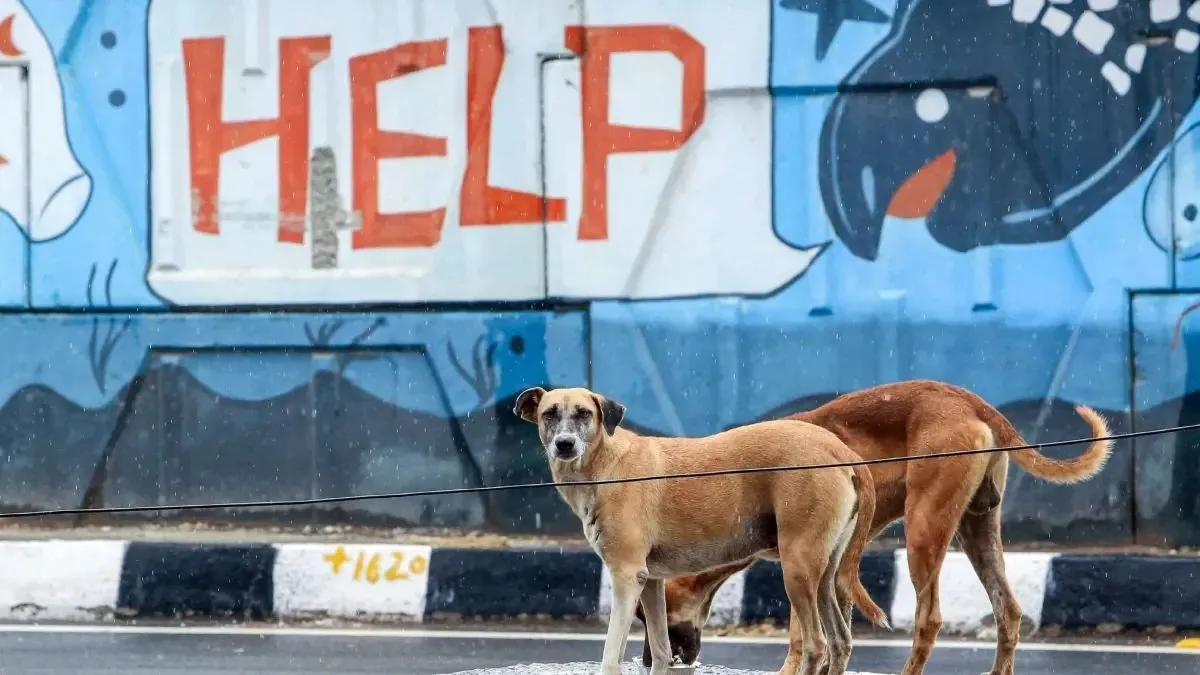 भारत के नए लैब एनिमल नियमों पर दोबारा गहराई से विचार की जरूरत क्यों? प्रतीकात्मक तस्वीर- India TV Hindi