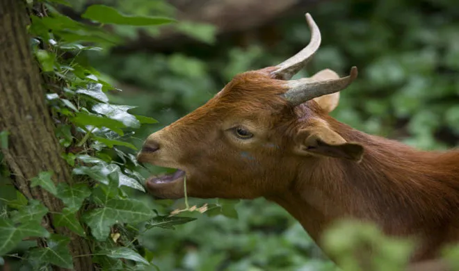 goat- India TV Hindi