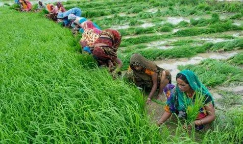 देश में कृषि उत्‍पादन होगा दोगुना, सरकार ने बनाई 80,000 करोड़ रुपए की सिंचाई परियोजना- India TV Paisa