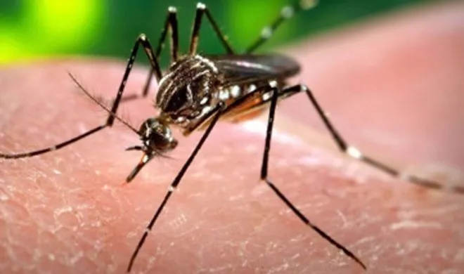 zika virus- India TV Hindi
