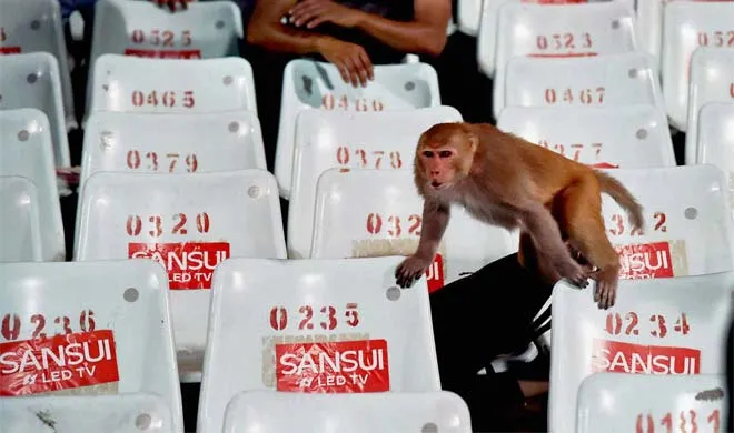 monkey watching ipl match in kolkata- India TV Hindi