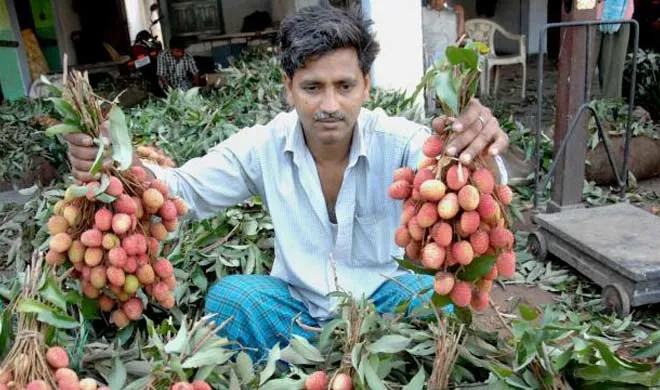 litchi- India TV Hindi
