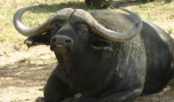 buffalo- India TV Hindi