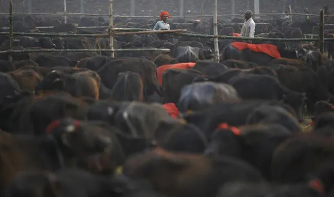 beef ban- India TV Hindi