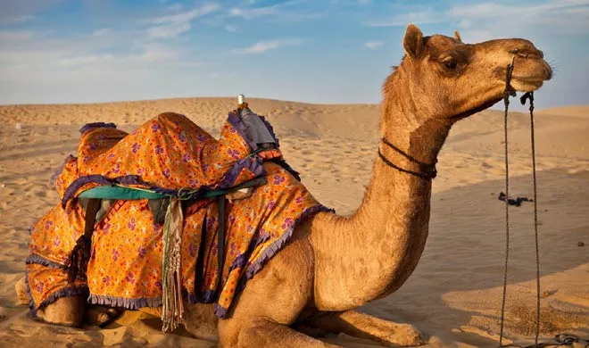 camel- India TV Hindi