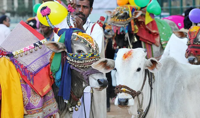 cow fashion show in india- India TV Hindi