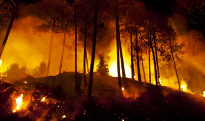 forest fire- India TV Hindi
