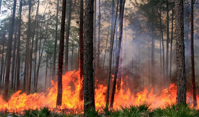 Burning forests- India TV Hindi