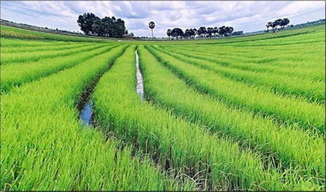 Rice farm- India TV Hindi