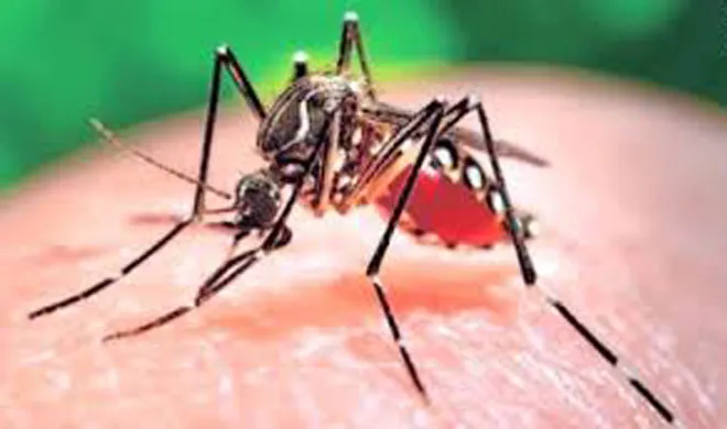 ZIKA Virus- India TV Hindi