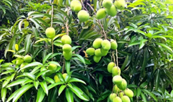 murder of a woman for choosing mangoes- India TV Hindi