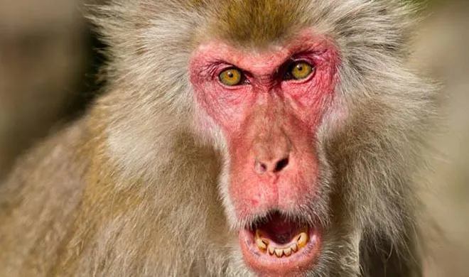 monkey- India TV Hindi