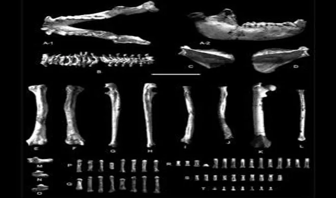 skelton of vertebrate animals- India TV Hindi