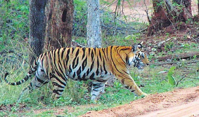 tiger safari of mogali land- India TV Hindi