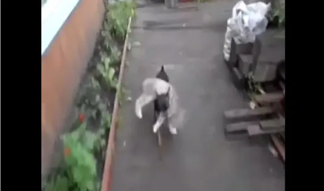 Dog carries drunk cat home- India TV Hindi