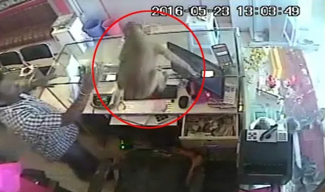 monkey snaches away cash- India TV Hindi