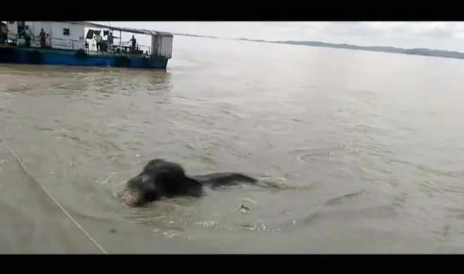 Elephant rescue operation.- India TV Hindi