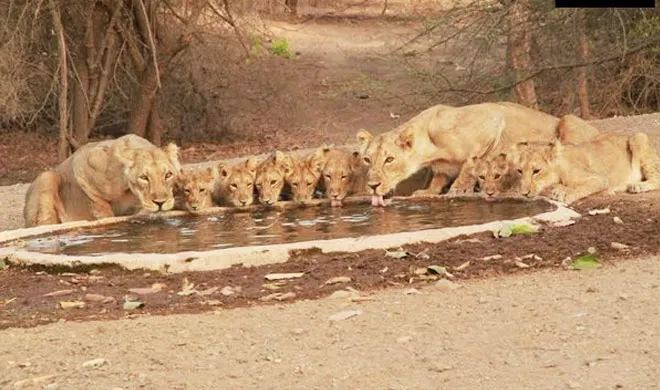 gir lion- India TV Hindi