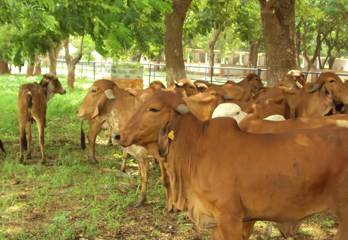 gir cow- India TV Hindi