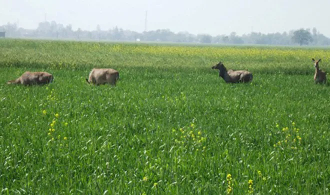 nilgai- India TV Hindi