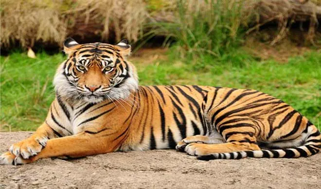 Tigress- India TV Hindi
