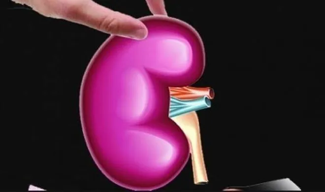 kidney- India TV Hindi