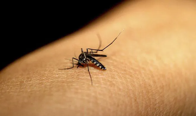 dengue- India TV Hindi