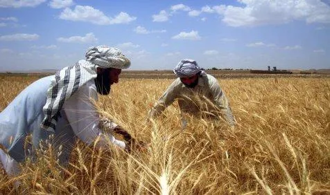 अफगानिस्तान ने दिया भारतीय कारोबारियों को आमंत्रण, कृषि क्षेत्र में निवेश कर उठाएं फायदा- India TV Paisa