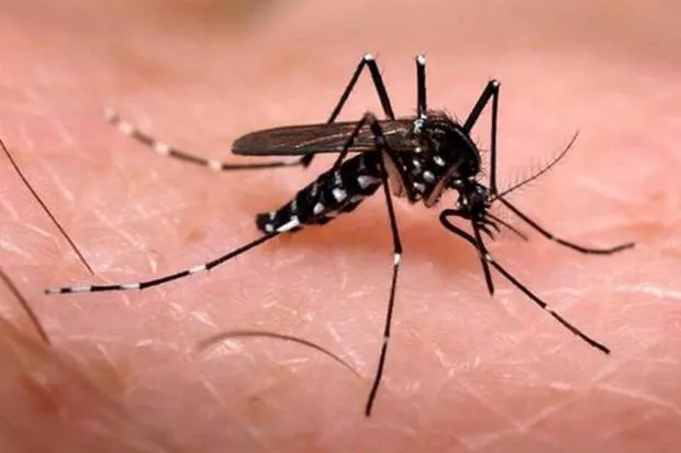 dengue- India TV Hindi