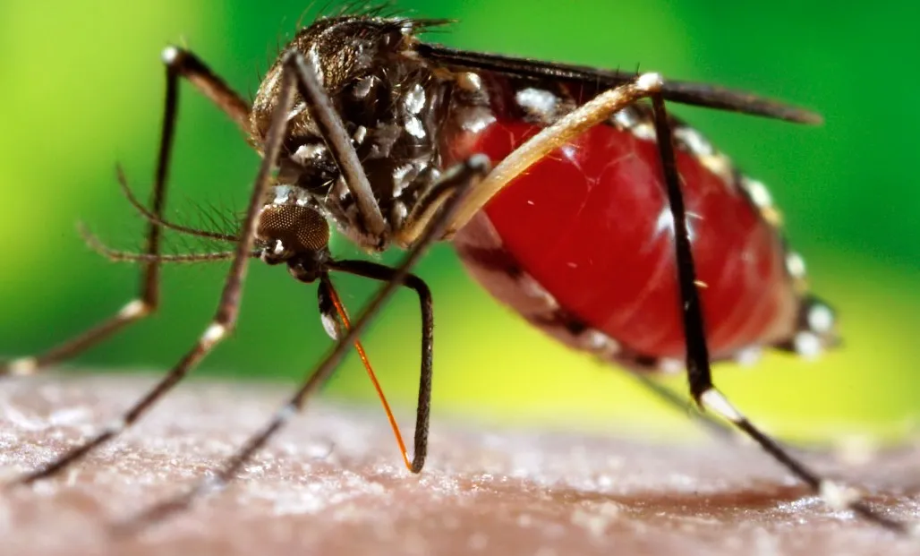 dengue- India TV Hindi