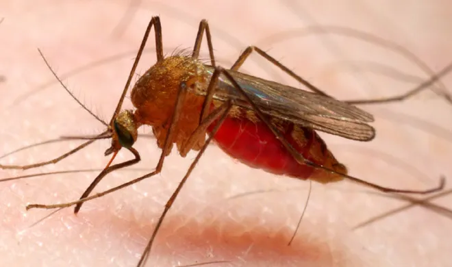 malaria- India TV Hindi