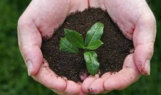 tree plantation- India TV Hindi