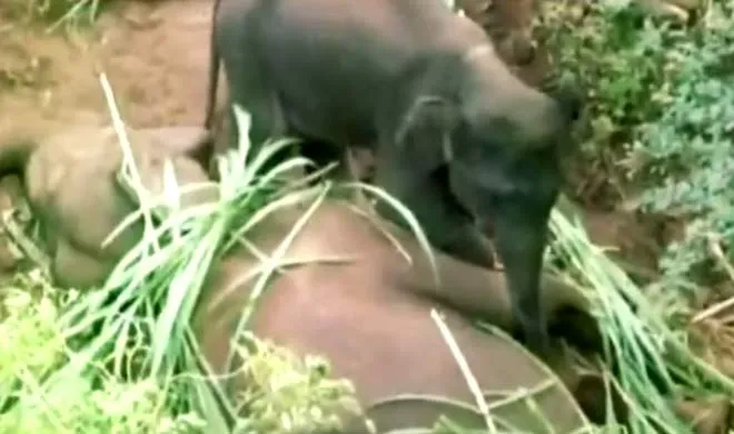 elephant- India TV Hindi