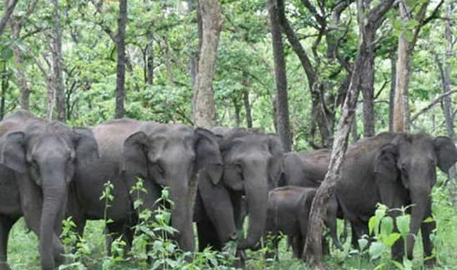 elephant- India TV Hindi