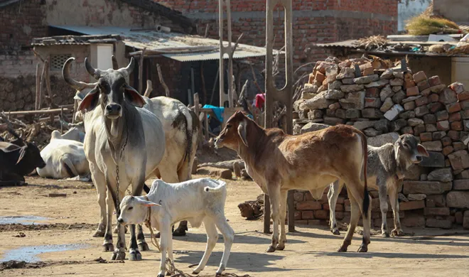 congress demanded proceedings on rajasthan cow dead case- India TV Hindi