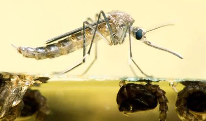 dengue- India TV Hindi