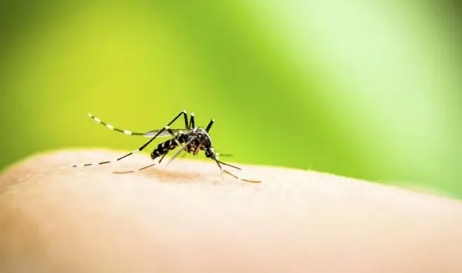 Dengue- India TV Hindi