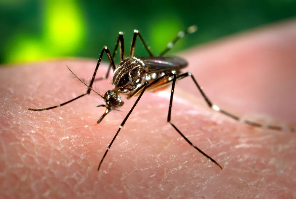 Dengue- India TV Hindi