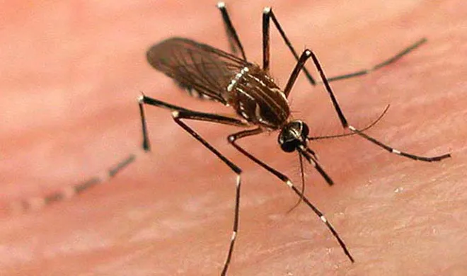 dengue- India TV Hindi