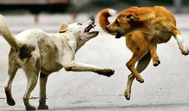 dogs- India TV Hindi