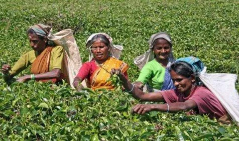 पाकिस्‍तान को जवाब देने के लिए टी एसोसिएशन ने की पहल, चाय कारोबार बंद करने को तैयार- India TV Paisa