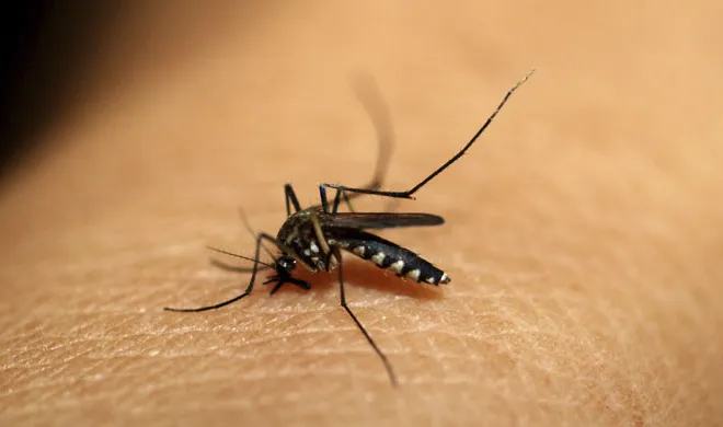 chikungunya- India TV Hindi